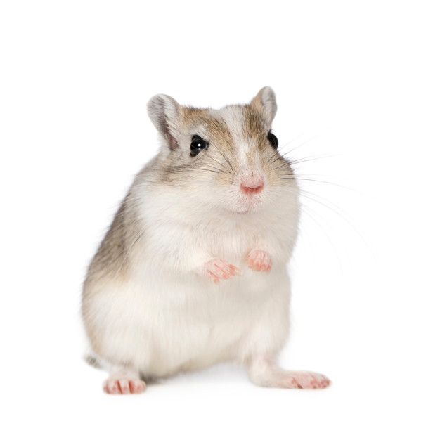 gerbil_image